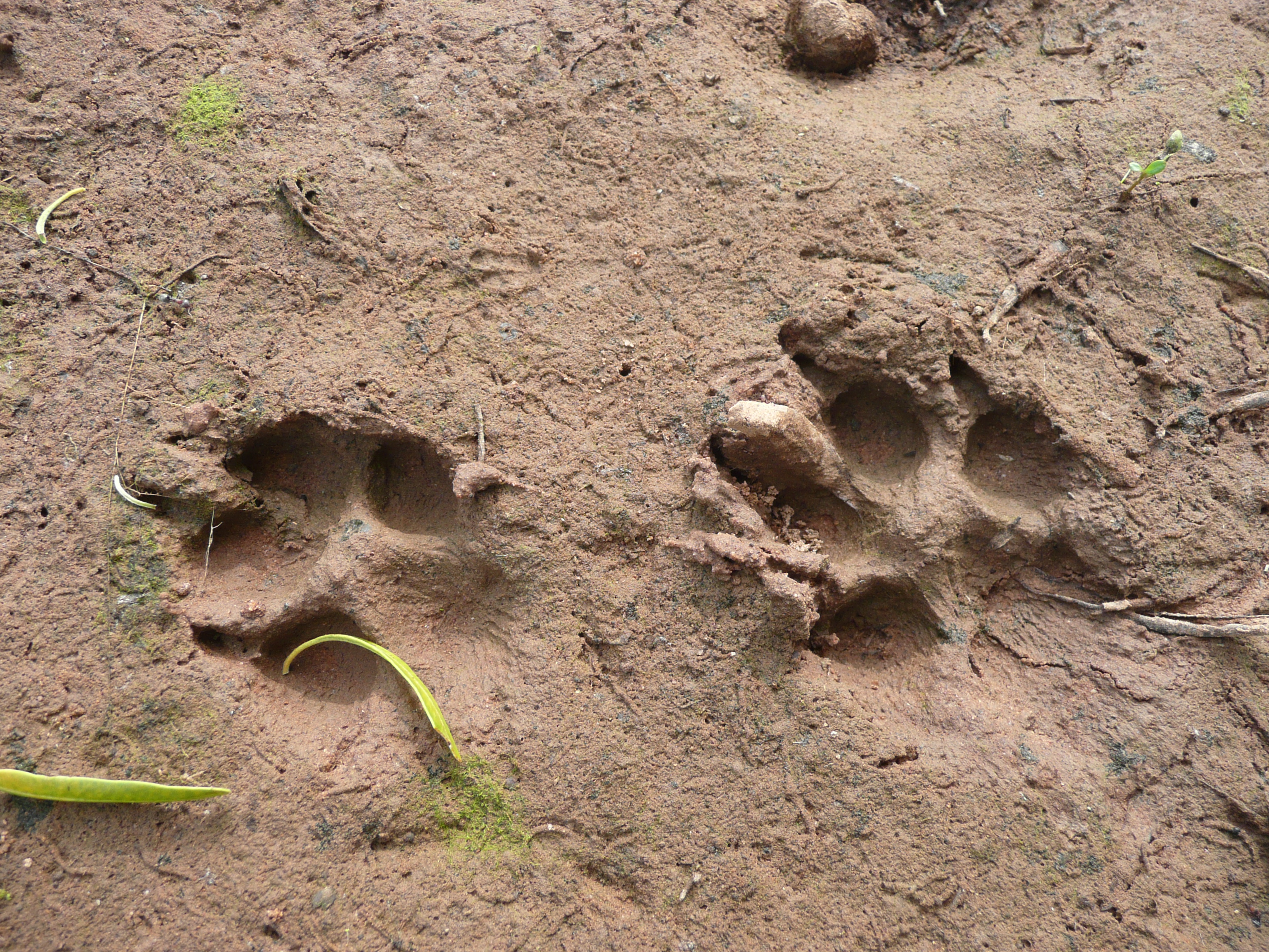 Fox footprints in mud