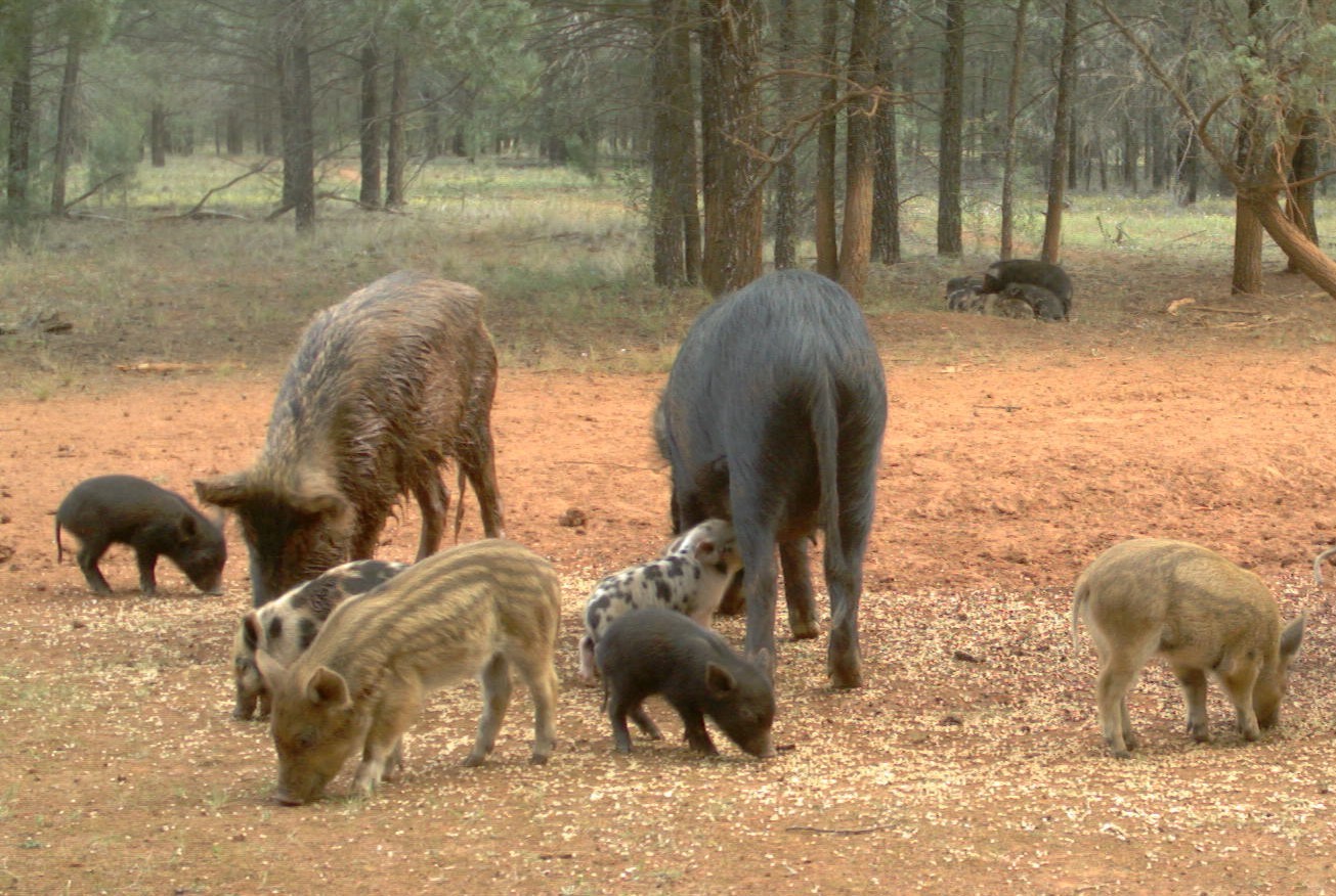 Group of feral pigs with a variety of coat colours and patterns (black, brown with stripes, white with black spots)