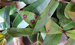 Myrtle rust stains on red box leaves, distinctive red spots with a purple outline