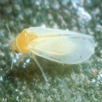 Silverleaf whitefly adult has a slimmer, curved body compared to the Greenhouse whitefly adult 
