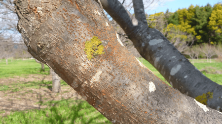 Tree showing chestnut blight