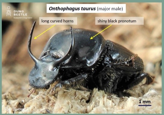 Onthophagus taurus (major male). Arrows point to long, curved horns and shiny black pronotum. The Dung Beetle Ecosystem Engineers logo is in the top left corner. 