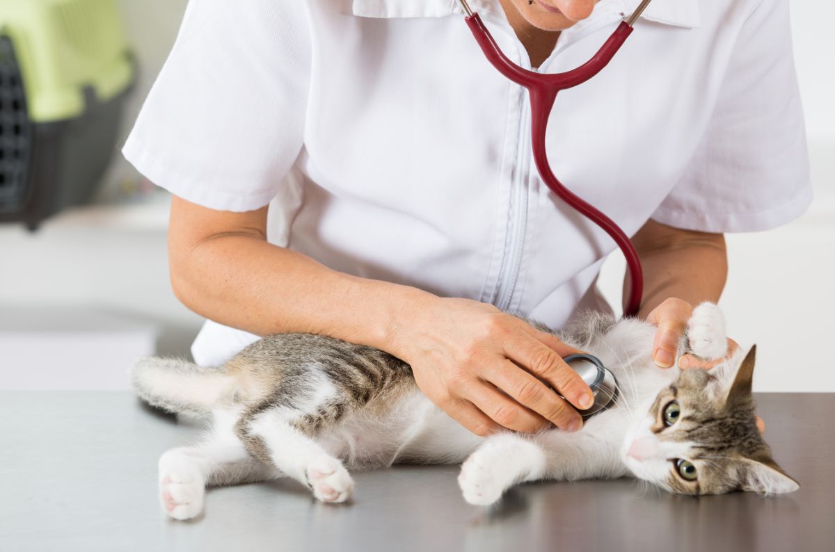 A cat lying on a table with a person with a stethoscope around their neck stands over cat and listens to the cat’s heart rate.
