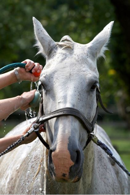 Hands holding a hose onto a horse's head.
