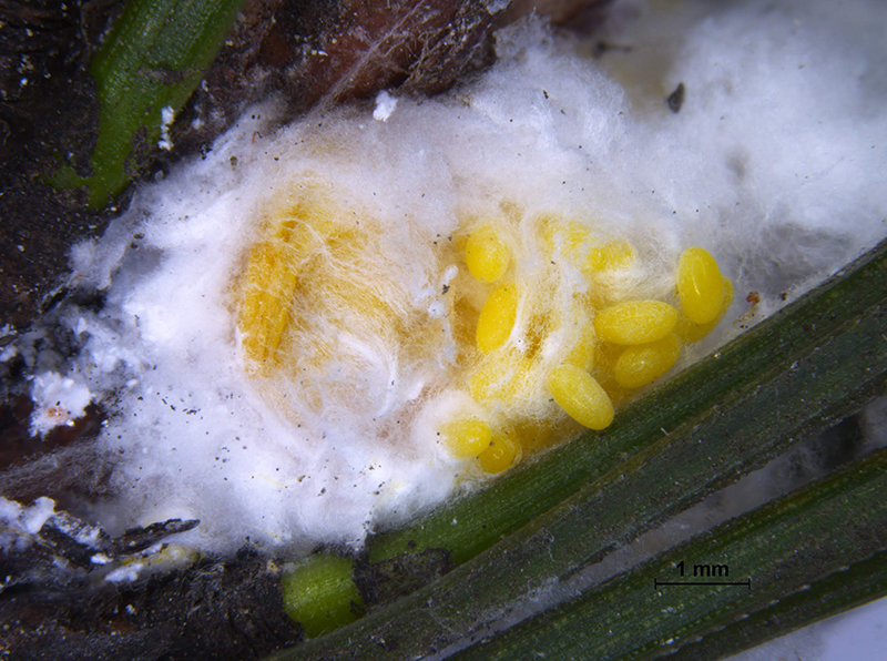 Photo of a cluster of yellow giant pine scale eggs, sourrounded by white wax on Pinus radiata.