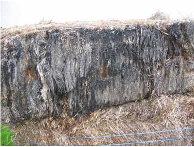 Square bale of hay with mould as a result of baling when too wet