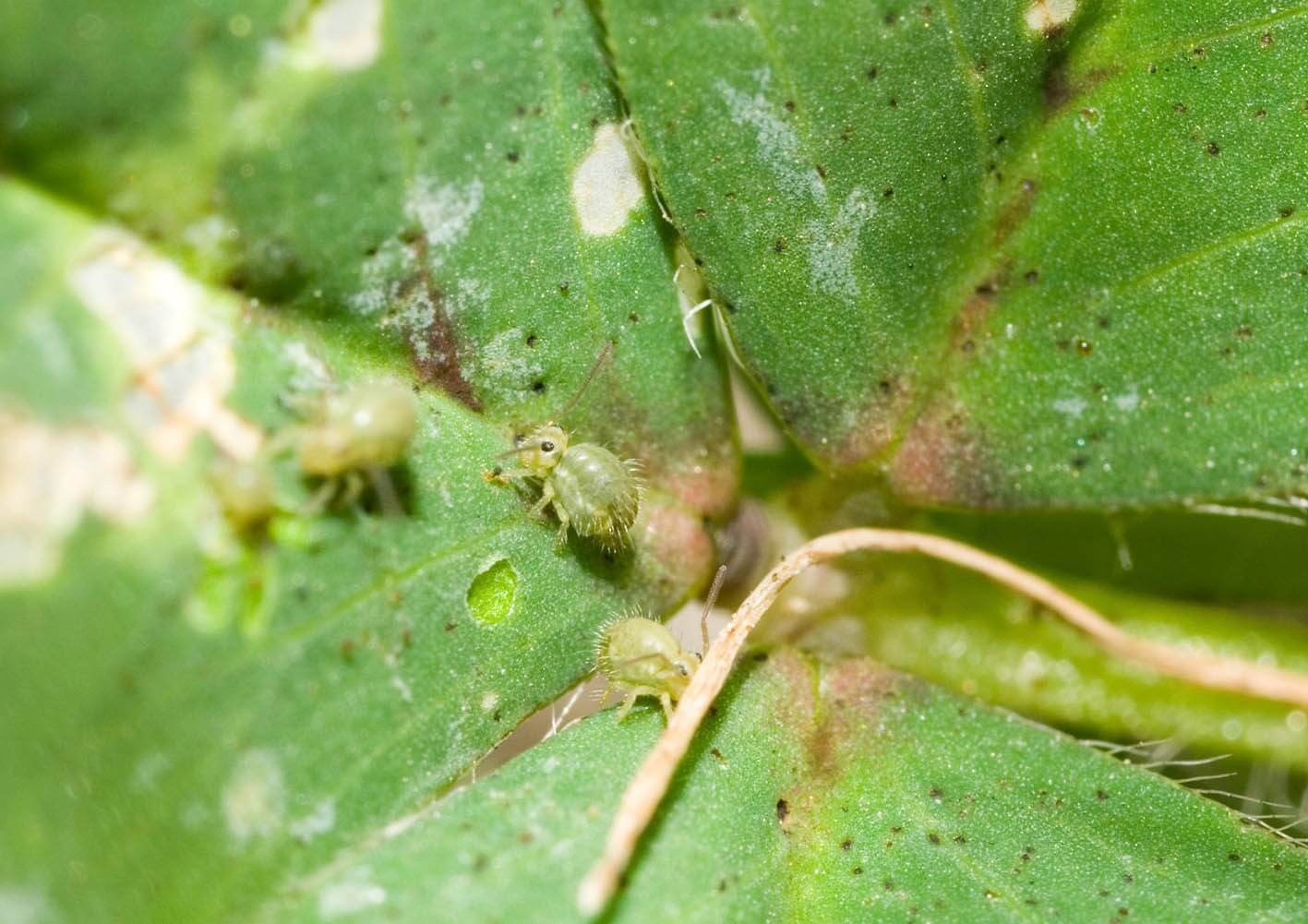 Photo showing three lucerene fleas on a clover plant.