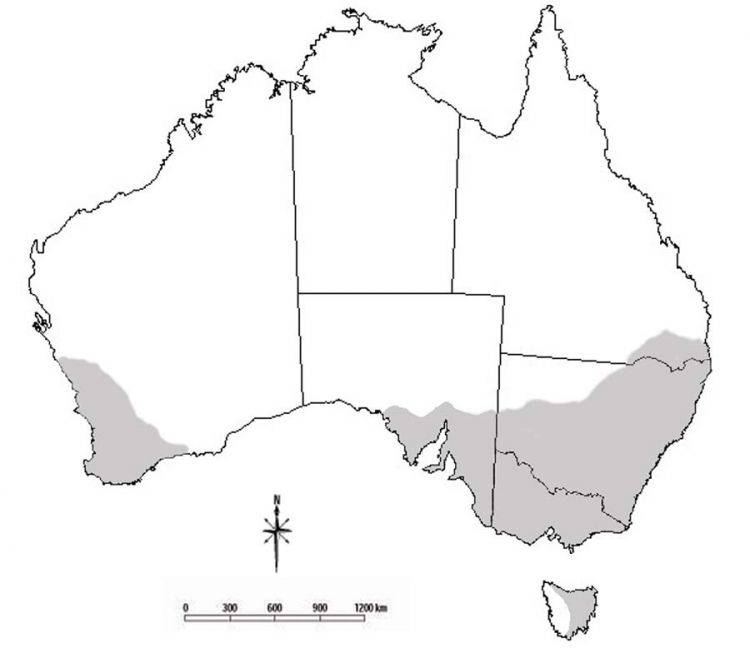 : Drawing of Australia with grey shaded areas in south-east and south-west Australia showing the known distribution of blue oat mites.