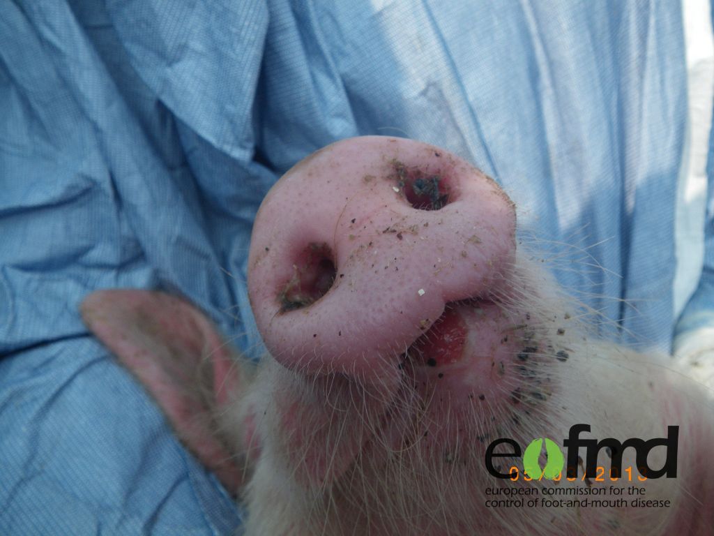 Close-up of a pig’s snout showing a red lesion on the lower lip