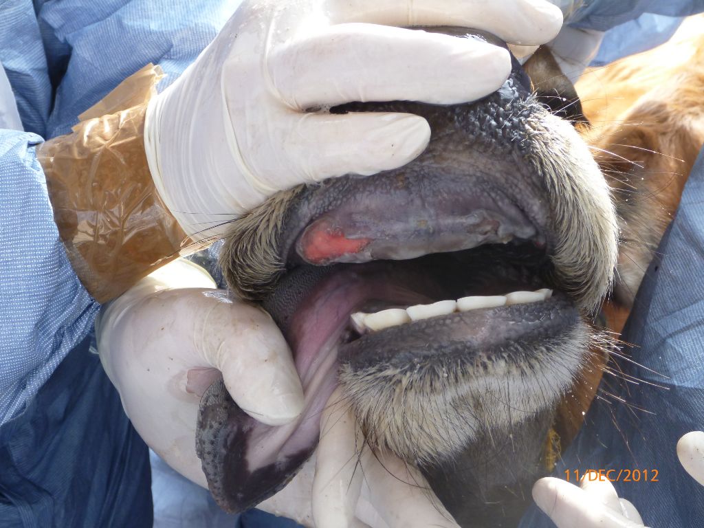 Red open wound showing ruptured mouth blister on cow’s dental pad