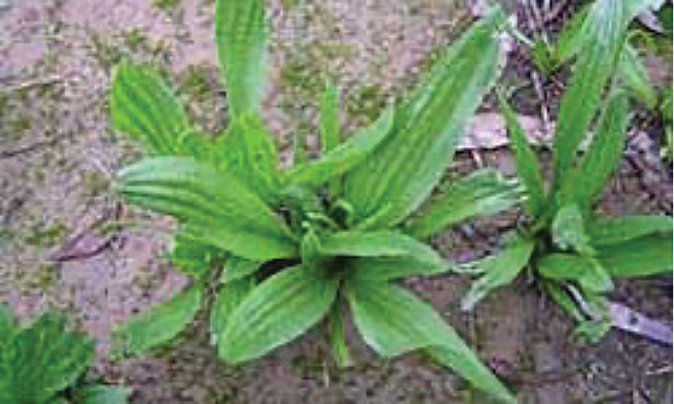 Close up of plaintain plants from above