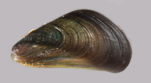 Image of Charru mussel. The scientific name, Mytella strigata. This image was taken by DAWE.