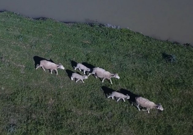 Sheep viewed from a drone