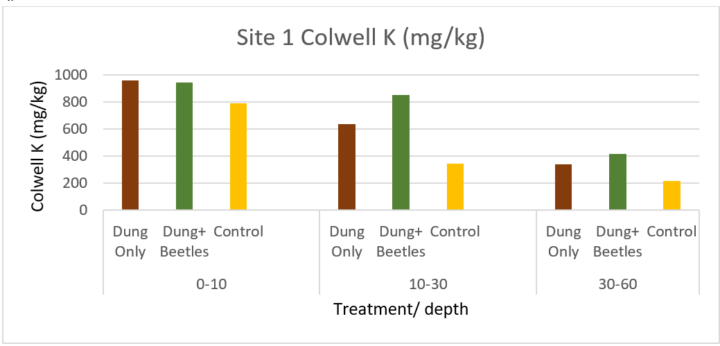 Dung Only, Dung+Beetle and Control Colwell Potassium June 2021- 1 year after burial