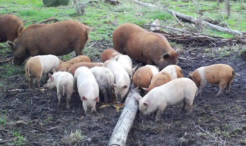 Adult feral pigs with piglets grazing on grain.