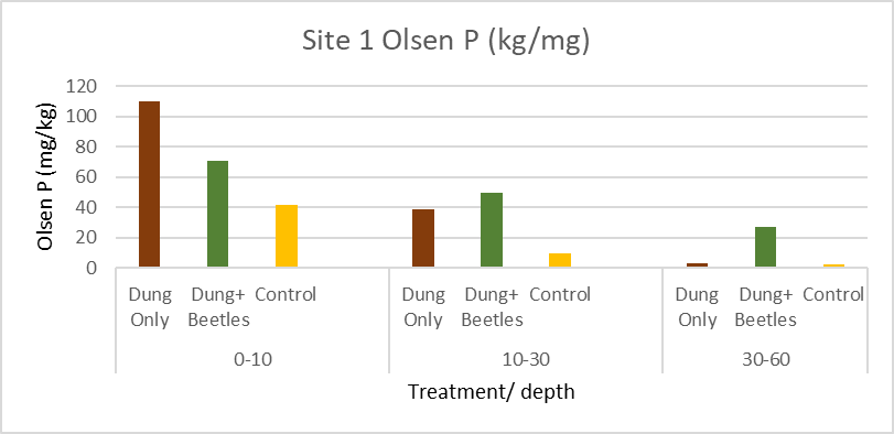 Dung Only, Dung+Beetle and Control Olsen Phosphorus June 2021- 1 year after burial