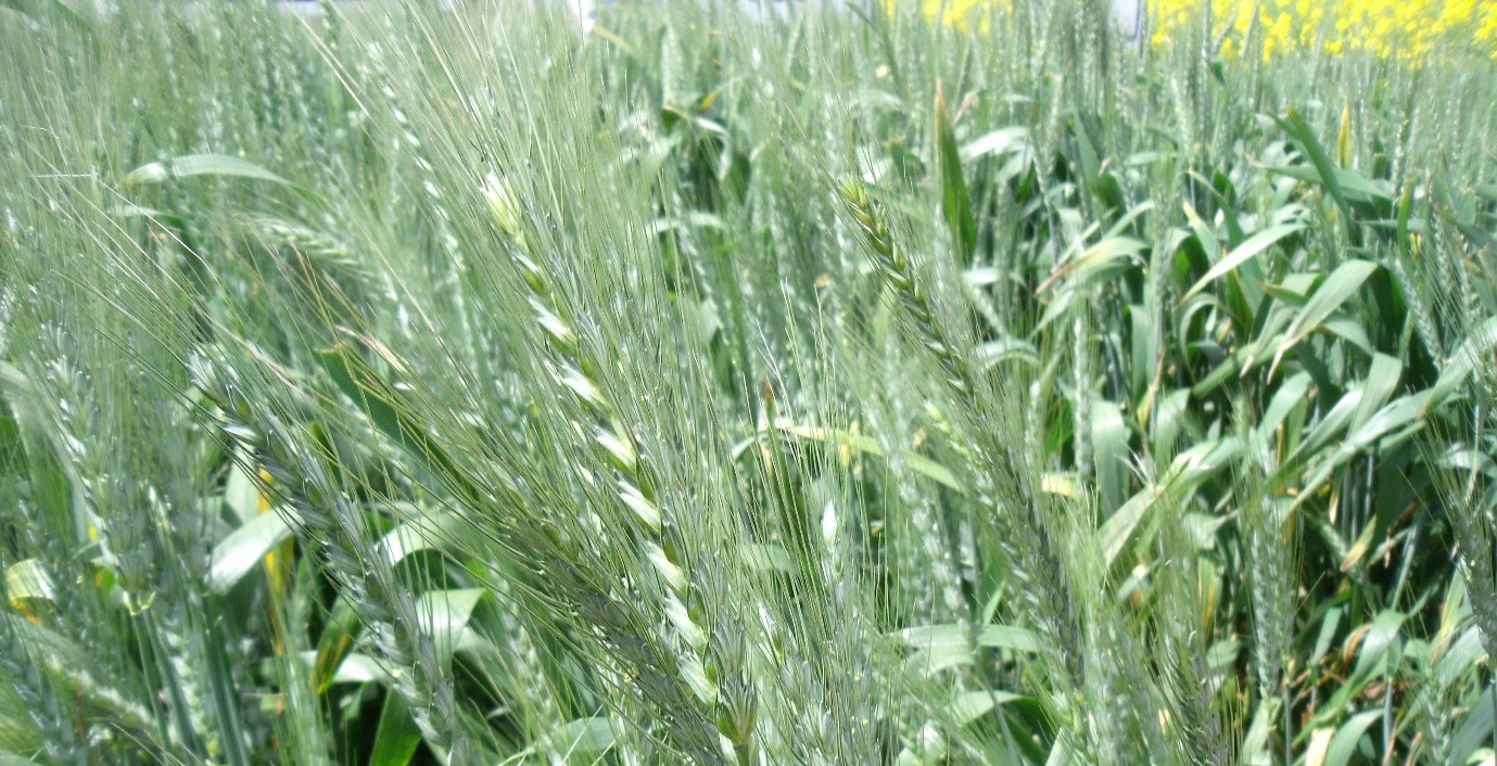 Close up image of growing wheat crop.