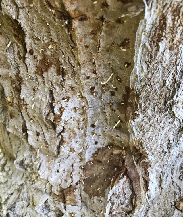 Tree with brown staining on trunk.