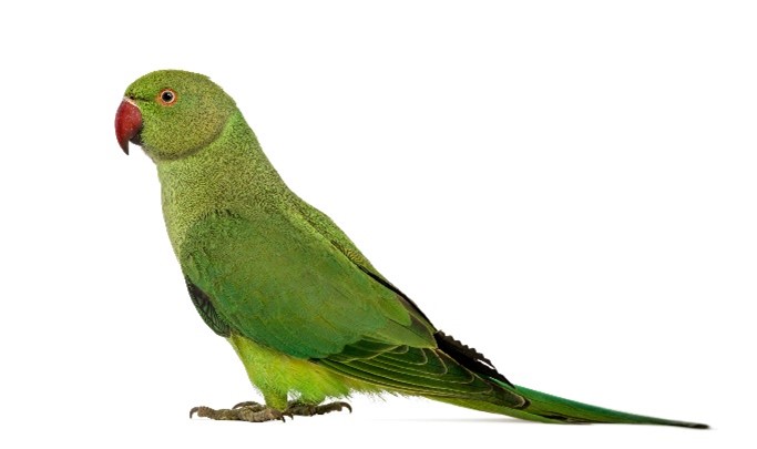 A green bird with a white background.