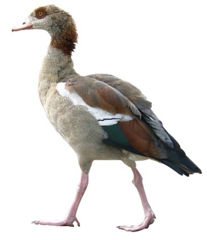 Egyptian Goose 
