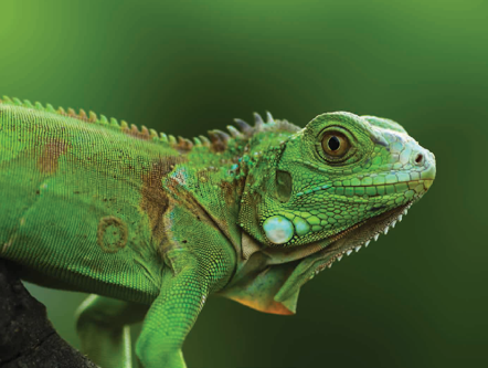 A close up of a rreen Iguana.