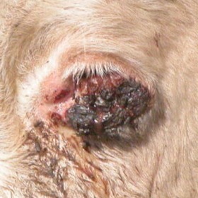 A close up of a cow’s eye with a very large cancer covering most of the eye. The eye is not visible. The cancer appears sore with a red crust. The cow has pale hair and eyelashes.