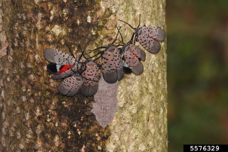 Close up photo of 6 adult spotted lanternflies and an egg mass on the trunk of a tree-of-heaven tree.