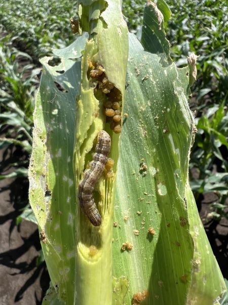 A fall armyworm on a leaf surrounded by eggs and larvae