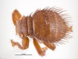 microscpic image of brown fury mini beast