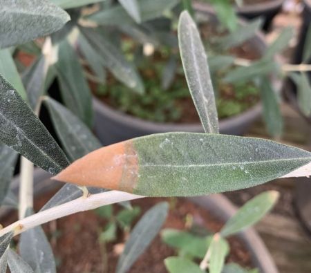Olive leaf infected with Xylella fastidiosa 
