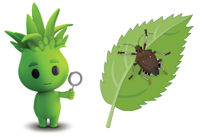 An animated character standing next to a leaf with a stinkbug on it.