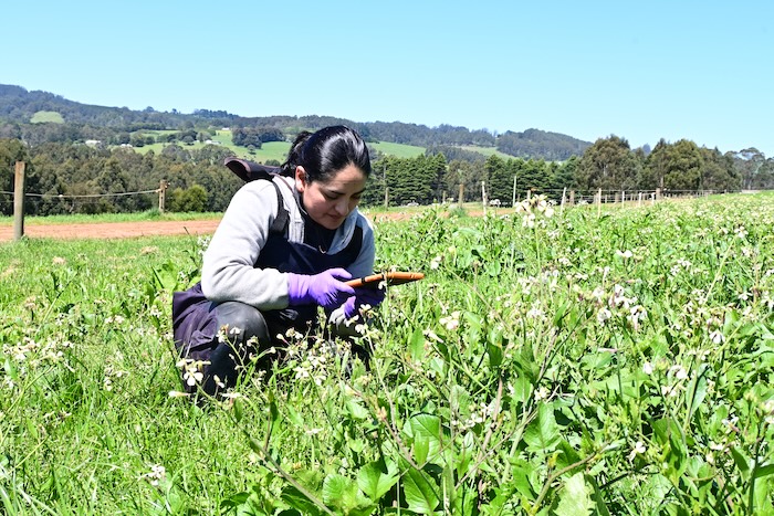 An Agriculture Victoria scientist surveying the botanical composition of a Pasture 365 experimental plot at Ellinbank SmartFarm.