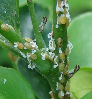 Waxy sticky honeydew from Asian citrus psyllid on a plant stem.