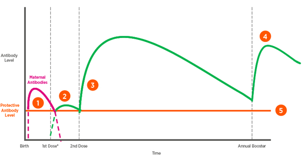 Figure showing the doses that ensure protective antibody levels in sheep – maternal antibodies from the ewe, first and second doses after birth followed by annual boosters   