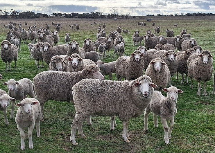 Flock of sheep wearing EID tags, all looking at the camera.