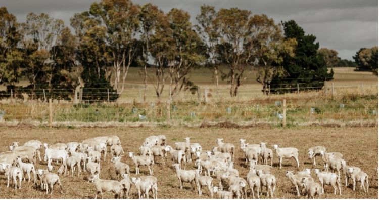 A flock of Nudie sheep at Coatsworth Farm stand in front of a recently planted shelterbelt of trees and shrubs