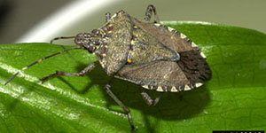 Brown marmorated stink bug on a green leaf