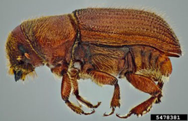 Figure 4: Red turpentine beetle. Side-on view of red-brown hued beetle.