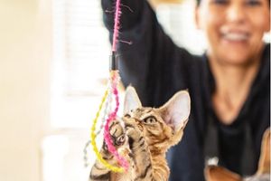 Owner playing with cat with cat toy