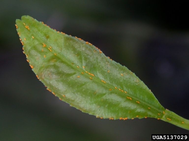Figure 2: African citrus psyllid eggs laid along leaf margins or midribs of young leaves. Figure 2: African citrus psyllid eggs laid along leaf margins or midribs of young leaves.