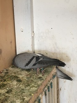 Clinically affected and dead pigeons, also showing green diarrhoea.