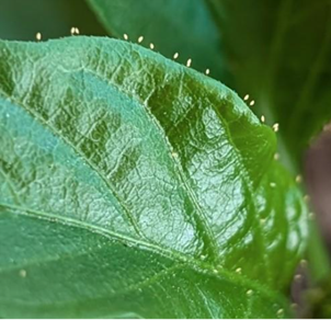 Cluster of tiny yellow tomato potato psyllid eggs attached along the edge of a green leaf.