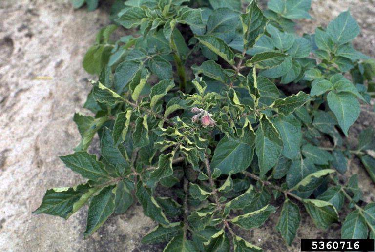 Potato plant with upward curling leaves and distorted growth, showing symptoms of stress or disease. The leaves are dark green with yellow margins and appear twisted near the centre.