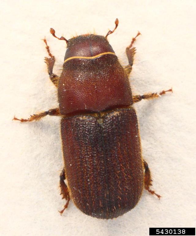 Adult red turpentine beetle