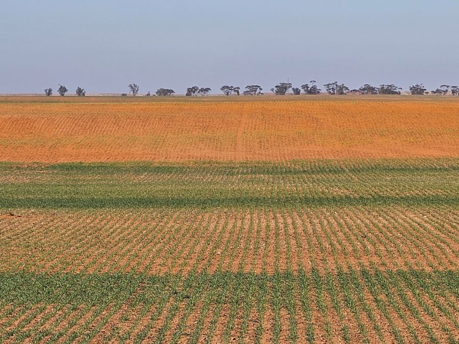 Sandblasted crop on sandhill. Photo: J Leys A paddock with germinating cereal crop in sand with poor establishment on the sandy rise due to sandblasting. Establishment is better on the flat.