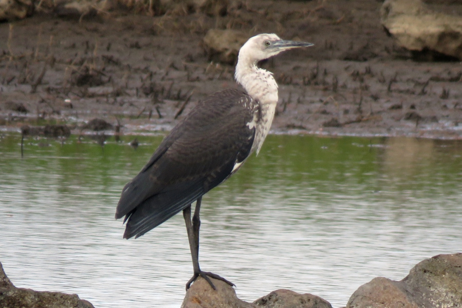 White-necked heron standing on rocks beside a muddy wetland.