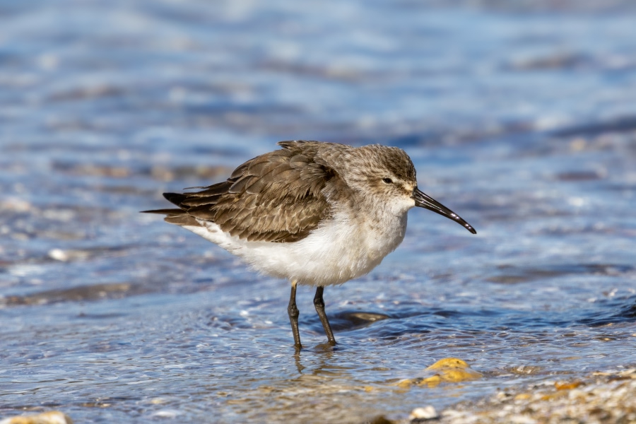 Curlew sandpiper standing in shallow water along the shoreline.