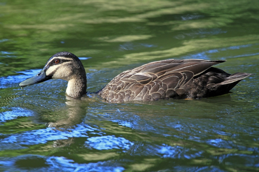 Pacific black duck swimming across calm water with its reflection visible.