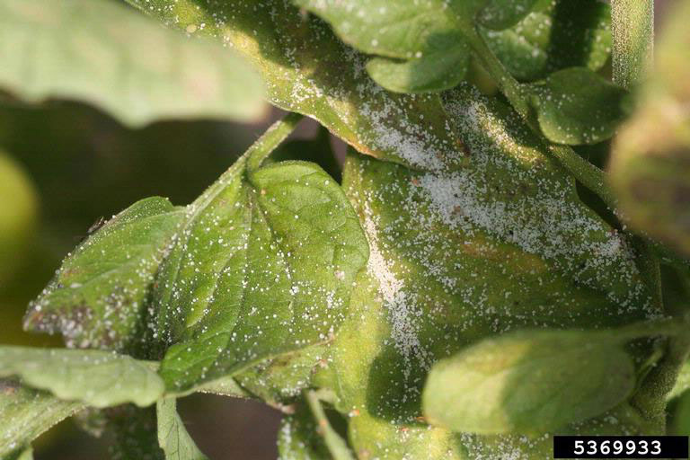 Figure 2: Psyllid sugars on a garden tomato plant leaf. White granules of psyllid sugars on a garden tomato plant leaf.