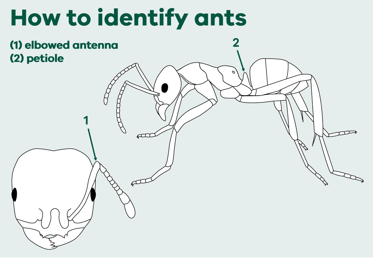 Diagram of red imported fire ant showing elbowed antenna on the head and the petiole (narrow waist).